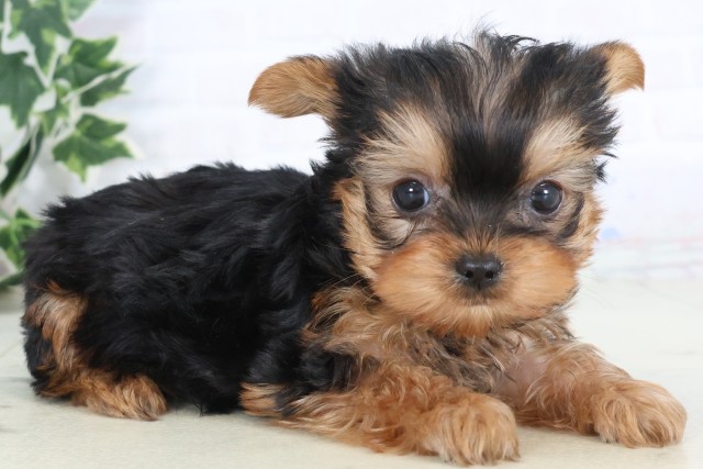 福岡県のヨークシャーテリア (Coo&RIKUフォレストシティ春日店/2025年12月5日生まれ/女の子/スチールブルータン)の子犬の2枚目の画像