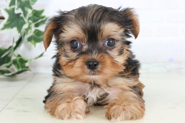 熊本県のヨークシャーテリア (Coo&RIKU熊本店/2025年12月5日生まれ/男の子/スチールブルータン)の子犬の1枚目の画像