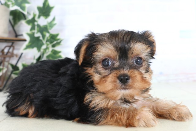 熊本県のヨークシャーテリア (Coo&RIKU熊本店/2025年12月5日生まれ/男の子/スチールブルータン)の子犬の2枚目の画像