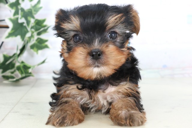 福岡県のヨークシャーテリア (Coo&RIKU小倉店/2025年12月5日生まれ/男の子/スチールブルータン)の子犬の1枚目の画像