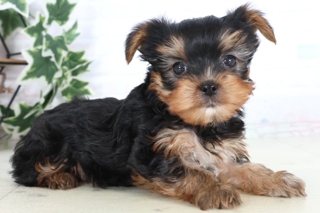 福岡県のヨークシャーテリア (Coo&RIKU小倉店/2025年12月5日生まれ/男の子/スチールブルータン)の子犬の2枚目の画像