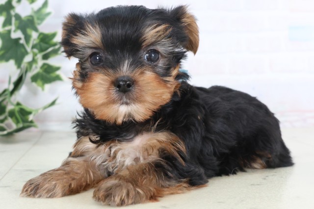 福岡県のヨークシャーテリア (Coo&RIKU小倉店/2025年12月5日生まれ/男の子/スチールブルータン)の子犬の3枚目の画像