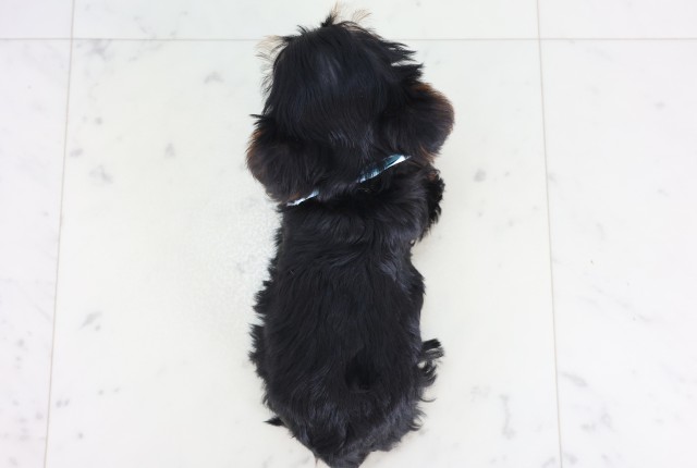 福岡県のヨークシャーテリア (Coo&RIKU小倉店/2025年12月5日生まれ/男の子/スチールブルータン)の子犬の4枚目の画像