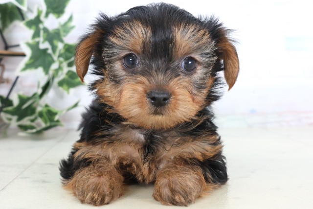徳島県のヨークシャーテリア (Coo&RIKU徳島店/2025年12月5日生まれ/女の子/スチールブルータン)の子犬