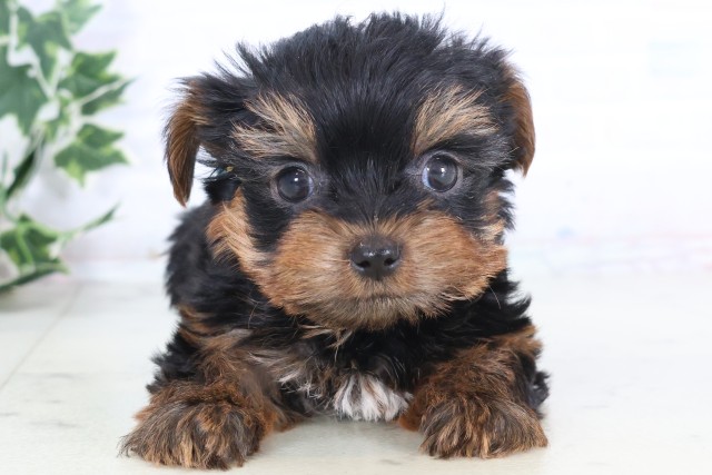 宮崎県のヨークシャーテリア (Coo&RIKU宮崎店/2025年12月5日生まれ/男の子/スチールブルータン)の子犬の1枚目の画像