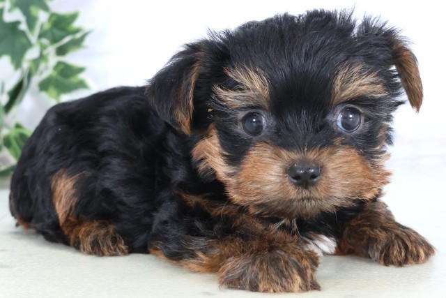 宮崎県のヨークシャーテリア (Coo&RIKU宮崎店/2025年12月5日生まれ/男の子/スチールブルータン)の子犬の2枚目の画像