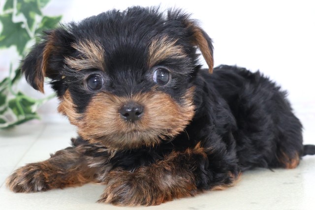 宮崎県のヨークシャーテリア (Coo&RIKU宮崎店/2025年12月5日生まれ/男の子/スチールブルータン)の子犬の3枚目の画像