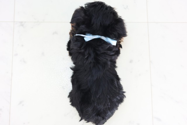 宮崎県のヨークシャーテリア (Coo&RIKU宮崎店/2025年12月5日生まれ/男の子/スチールブルータン)の子犬の4枚目の画像