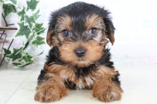 ヨークシャーテリア