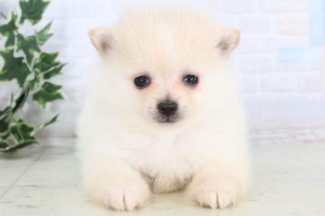 福岡県のポメラニアン (Coo&RIKU福岡東店/2025年12月5日生まれ/男の子/クリーム)の子犬の1枚目の画像