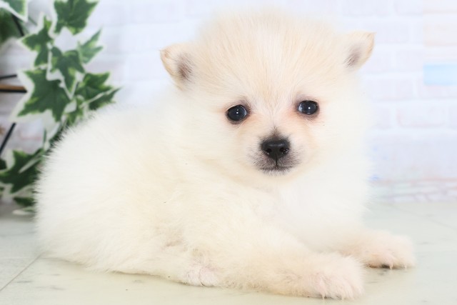 福岡県のポメラニアン (Coo&RIKU福岡東店/2025年12月5日生まれ/男の子/クリーム)の子犬の2枚目の画像