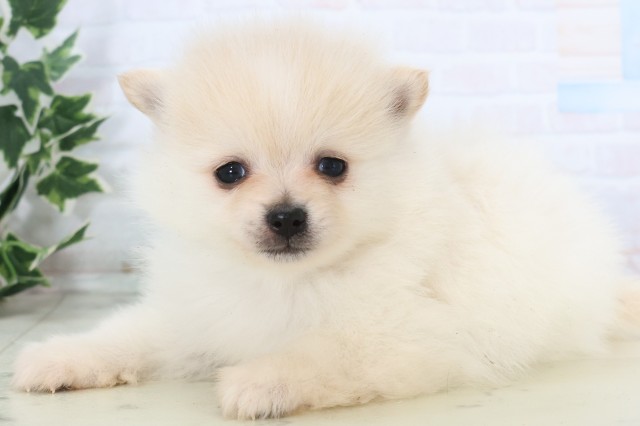 福岡県のポメラニアン (Coo&RIKU福岡東店/2025年12月5日生まれ/男の子/クリーム)の子犬の3枚目の画像