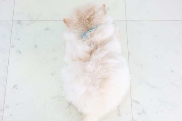 福岡県のポメラニアン (Coo&RIKU福岡東店/2025年12月5日生まれ/男の子/クリーム)の子犬の4枚目の画像