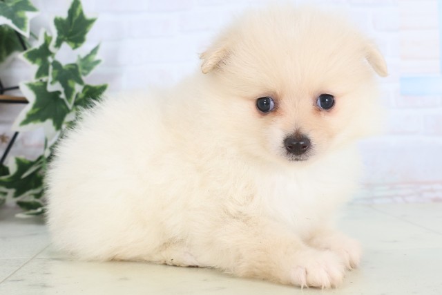 福岡県のポメラニアン (Coo&RIKU久留米店/2025年12月5日生まれ/男の子/クリーム)の子犬の2枚目の画像
