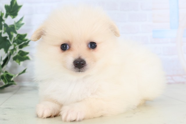 福岡県のポメラニアン (Coo&RIKU久留米店/2025年12月5日生まれ/男の子/クリーム)の子犬の3枚目の画像