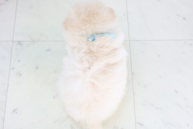 福岡県のポメラニアン (Coo&RIKU久留米店/2025年12月5日生まれ/男の子/クリーム)の子犬の4枚目の画像