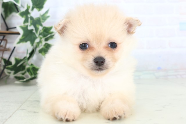 福岡県のポメラニアン (Coo&RIKU行橋店/2025年12月5日生まれ/男の子/クリーム)の子犬の1枚目の画像