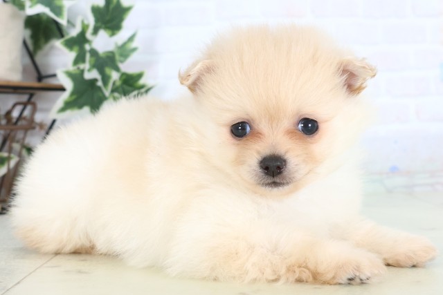 福岡県のポメラニアン (Coo&RIKU行橋店/2025年12月5日生まれ/男の子/クリーム)の子犬の2枚目の画像