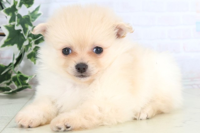 福岡県のポメラニアン (Coo&RIKU行橋店/2025年12月5日生まれ/男の子/クリーム)の子犬の3枚目の画像