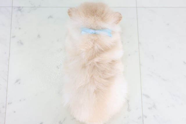 福岡県のポメラニアン (Coo&RIKU行橋店/2025年12月5日生まれ/男の子/クリーム)の子犬の4枚目の画像
