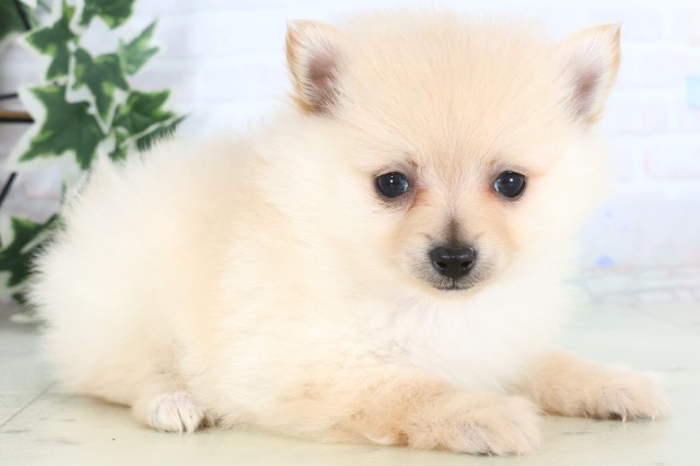 福岡県のポメラニアン (Coo&RIKU小倉店/2025年12月5日生まれ/女の子/クリーム)の子犬の2枚目の画像