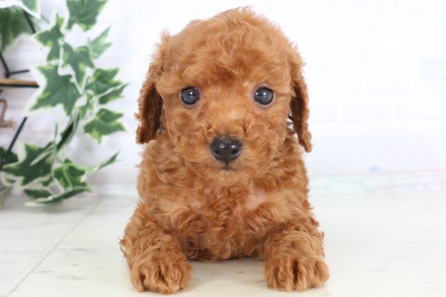 鳥取県のトイプードル(トイ) (Coo&RIKUラ・ムー鳥取東店/2025年12月6日生まれ/男の子/レッド)の子犬の1枚目の画像