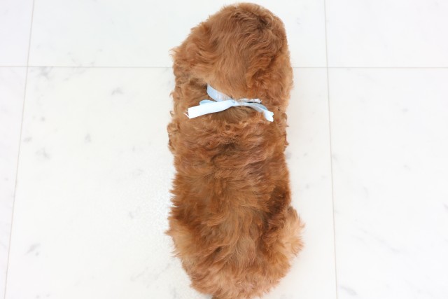 鳥取県のトイプードル(トイ) (Coo&RIKUラ・ムー鳥取東店/2025年12月6日生まれ/男の子/レッド)の子犬の4枚目の画像