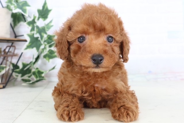 広島県のトイプードル(トイ) (Coo&RIKU福山店/2025年12月6日生まれ/男の子/レッド)の子犬の1枚目の画像