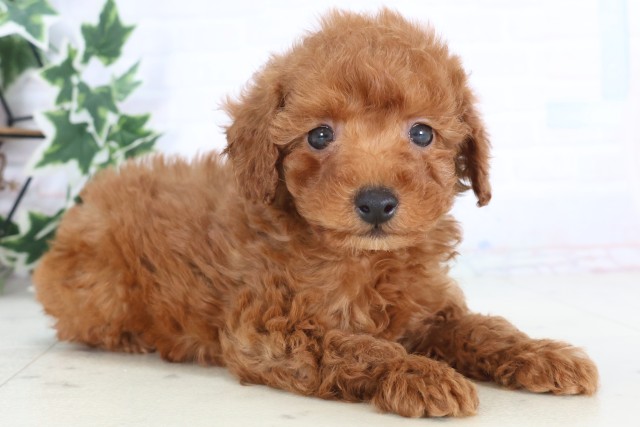 広島県のトイプードル(トイ) (Coo&RIKU福山店/2025年12月6日生まれ/男の子/レッド)の子犬の2枚目の画像