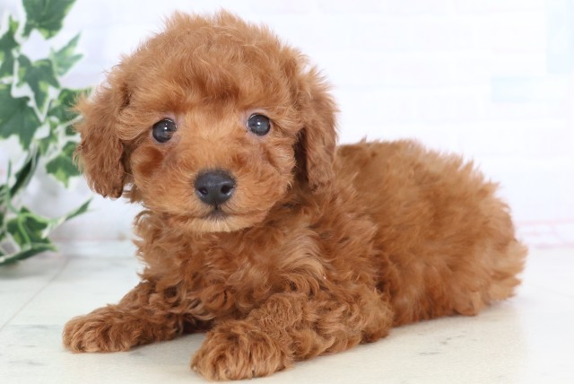 広島県のトイプードル(トイ) (Coo&RIKU福山店/2025年12月6日生まれ/男の子/レッド)の子犬の3枚目の画像
