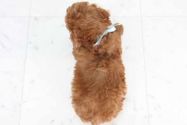 広島県のトイプードル(トイ) (Coo&RIKU福山店/2025年12月6日生まれ/男の子/レッド)の子犬の4枚目の画像