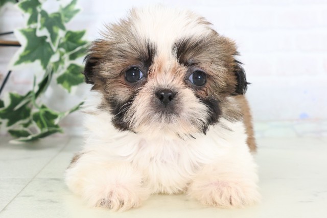 大分県のシーズー (Coo&RIKU大分店/2025年12月6日生まれ/女の子/ゴールドホワイト)の子犬