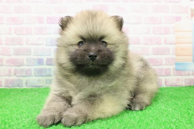 静岡県のポメラニアン (Coo&RIKU掛川店/2025年12月7日生まれ/男の子/ウルフセーブル)の子犬の2枚目の画像