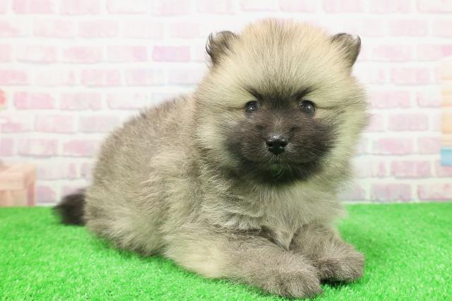 静岡県のポメラニアン (Coo&RIKU掛川店/2025年12月7日生まれ/男の子/ウルフセーブル)の子犬の3枚目の画像