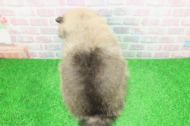 静岡県のポメラニアン (Coo&RIKU掛川店/2025年12月7日生まれ/男の子/ウルフセーブル)の子犬の4枚目の画像