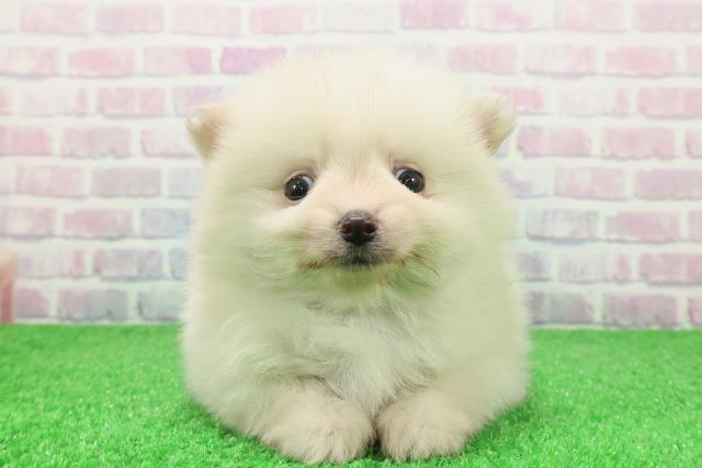 東京都のポメラニアン (Coo&RIKU三軒茶屋店/2025年12月7日生まれ/男の子/クリーム)の子犬の1枚目の画像