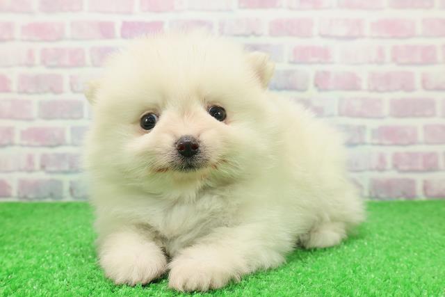 東京都のポメラニアン (Coo&RIKU三軒茶屋店/2025年12月7日生まれ/男の子/クリーム)の子犬の2枚目の画像