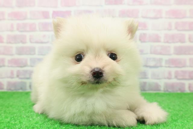 東京都のポメラニアン (Coo&RIKU三軒茶屋店/2025年12月7日生まれ/男の子/クリーム)の子犬の3枚目の画像