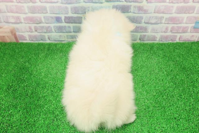 東京都のポメラニアン (Coo&RIKU三軒茶屋店/2025年12月7日生まれ/男の子/クリーム)の子犬の4枚目の画像