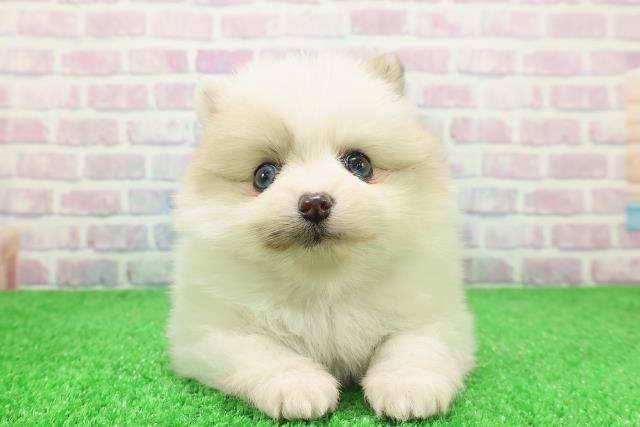 静岡県のポメラニアン (Coo&RIKU静岡SBS通り店/2025年12月7日生まれ/女の子/パーティーカラー)の子犬の1枚目の画像