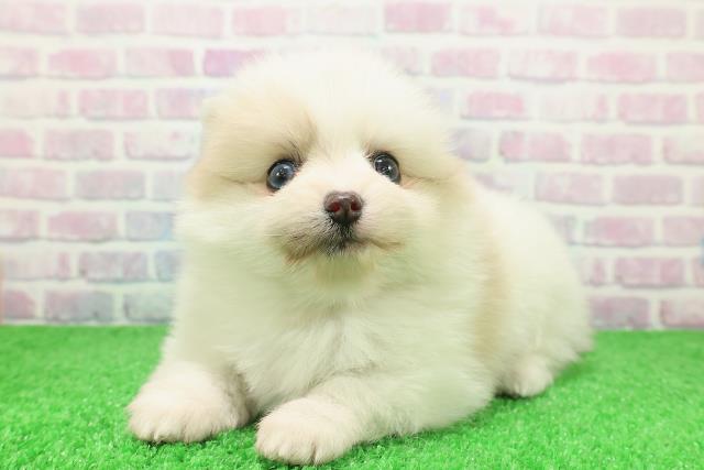 静岡県のポメラニアン (Coo&RIKU静岡SBS通り店/2025年12月7日生まれ/女の子/パーティーカラー)の子犬の2枚目の画像