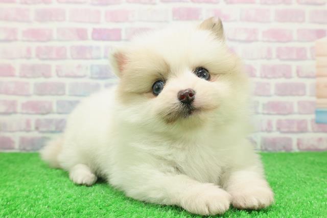 静岡県のポメラニアン (Coo&RIKU静岡SBS通り店/2025年12月7日生まれ/女の子/パーティーカラー)の子犬の3枚目の画像