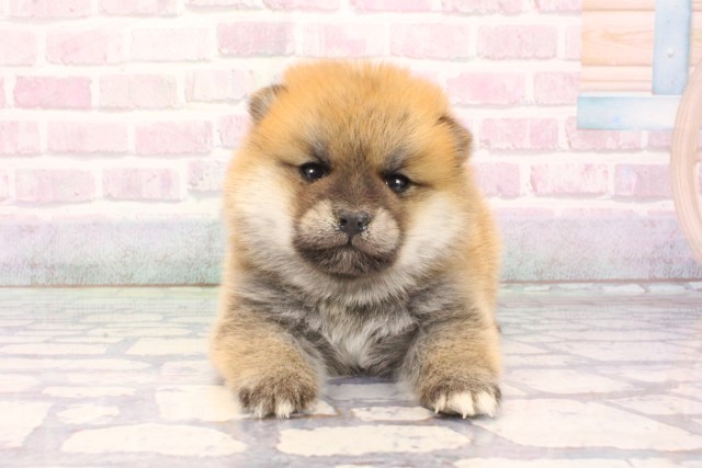 大阪府のポメ柴/豆ポメ/ポメ豆柴(ポメラニアン×柴犬) (Coo&RIKU東大阪店/2025年12月6日生まれ/男の子/赤)の子犬の1枚目の画像