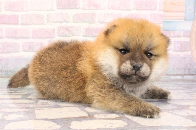 大阪府のポメ柴/豆ポメ/ポメ豆柴(ポメラニアン×柴犬) (Coo&RIKU東大阪店/2025年12月6日生まれ/男の子/赤)の子犬の2枚目の画像