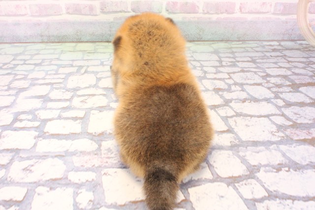 大阪府のポメ柴/豆ポメ/ポメ豆柴(ポメラニアン×柴犬) (Coo&RIKU東大阪店/2025年12月6日生まれ/男の子/赤)の子犬の4枚目の画像