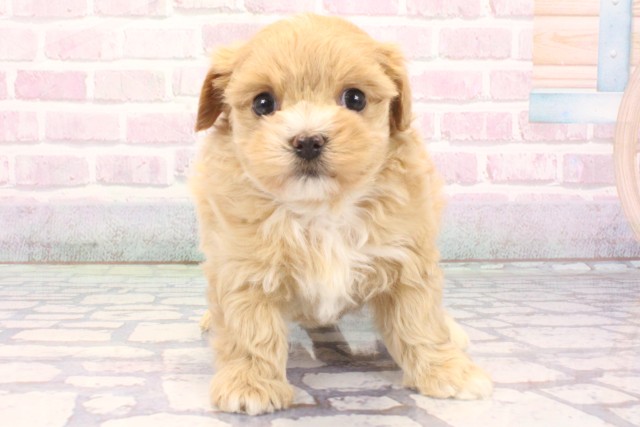 奈良県のマルプー(マルチーズ×プードル) (Coo&RIKU奈良新庄店/2025年12月5日生まれ/女の子/クリーム)の子犬の1枚目の画像