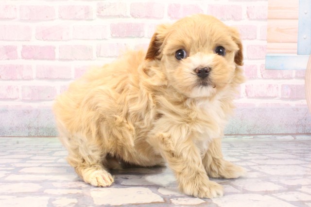 奈良県のマルプー(マルチーズ×プードル) (Coo&RIKU奈良新庄店/2025年12月5日生まれ/女の子/クリーム)の子犬の2枚目の画像