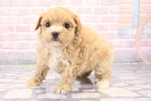 奈良県のマルプー(マルチーズ×プードル) (Coo&RIKU奈良新庄店/2025年12月5日生まれ/女の子/クリーム)の子犬の3枚目の画像