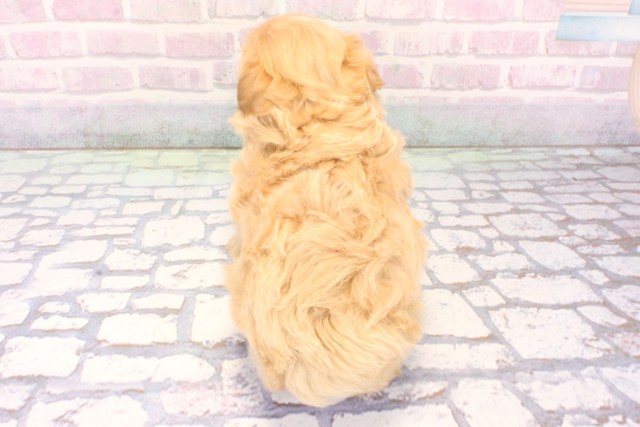 奈良県のマルプー(マルチーズ×プードル) (Coo&RIKU奈良新庄店/2025年12月5日生まれ/女の子/クリーム)の子犬の4枚目の画像