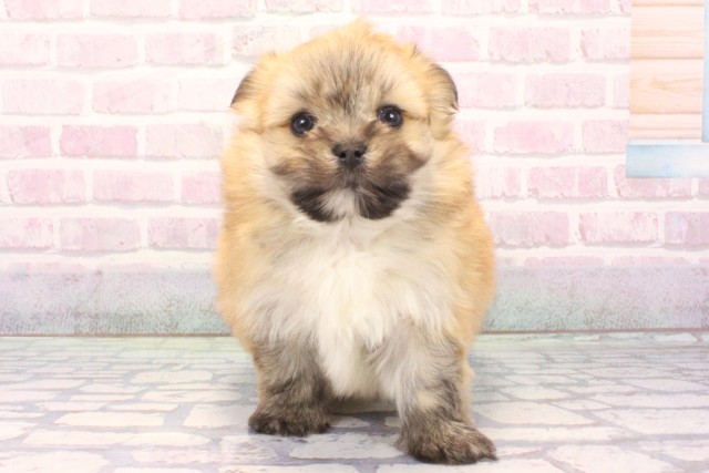 兵庫県のポメマル/マルポメ(ポメラニアン×マルチーズ) (Coo&RIKU神戸東灘店/2025年12月7日生まれ/男の子/フォーン)の子犬の1枚目の画像